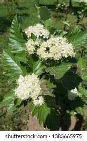 Small White Flowers Sorbus Aria Spring Stock Photo 1383665975 | Shutterstock