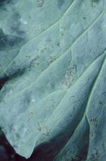 Brassicaceae Pacific Northwest Vegetable Extension Group Washington