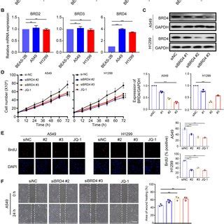 Plek Expression Was Upregulated And Promoted Nsclc Proliferation And