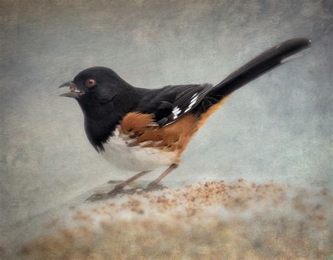 Winter Towhee Dan Routh Photography