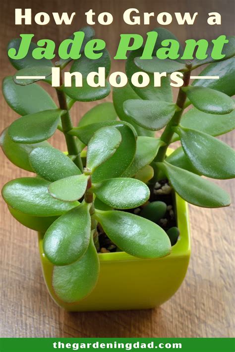 How To Grow Jade Plants From Cuttings