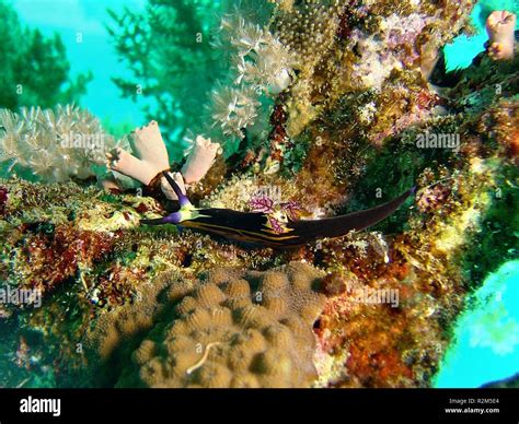 Nembrotha Megalocera Hi Res Stock Photography And Images Alamy