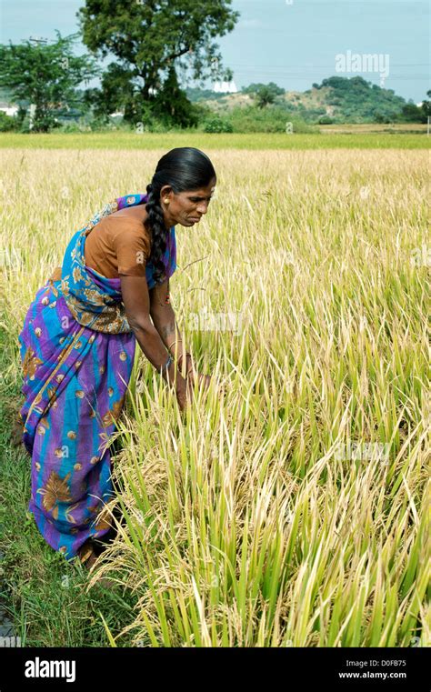 Indian Woman Checking Ripe Rice Plants To See If They Are Ready For