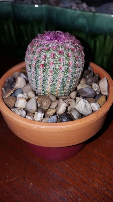 Echinocereus Rigidissimus Rubrispinus This Is A Beautiful Usually