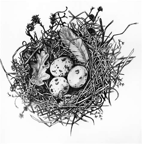 Birds Nest Drawing