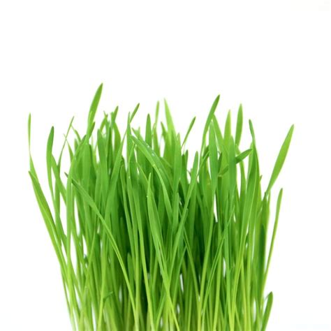 Buğday Filizi Wheat Cress Erüst Mikro Filizler