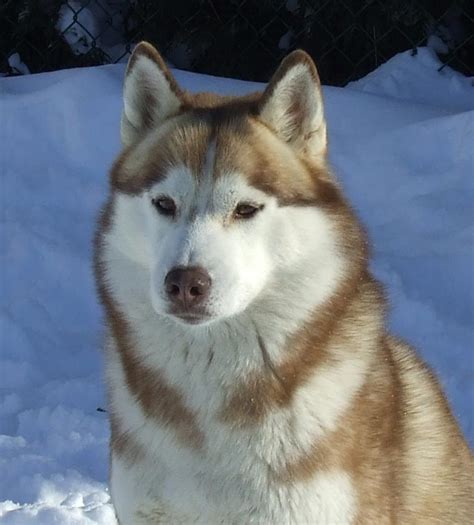 Collection 100 Pictures Picture Of A Siberian Husky Excellent