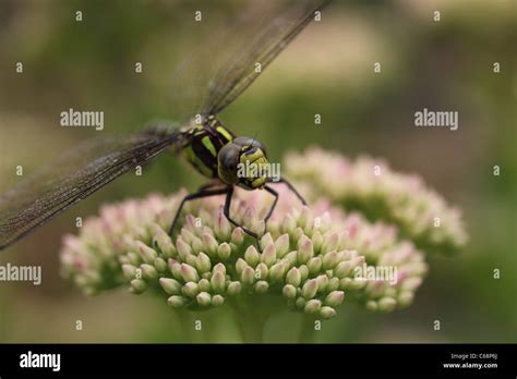 Close Up Of A Female Southern Hawker Dragonfly Stock Photo Alamy