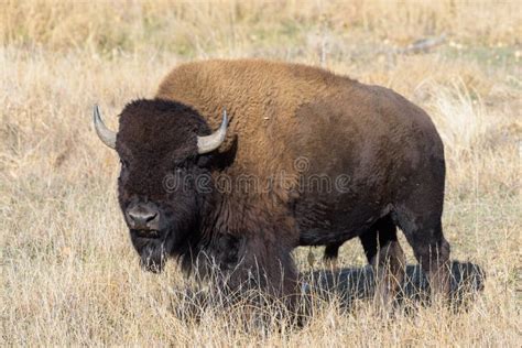 Wild American Bison On The High Plains Of Colorado Mammals Of North