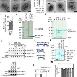 Mettl Promotes Translation Of A Large Subset Of Mrnas A Polysome