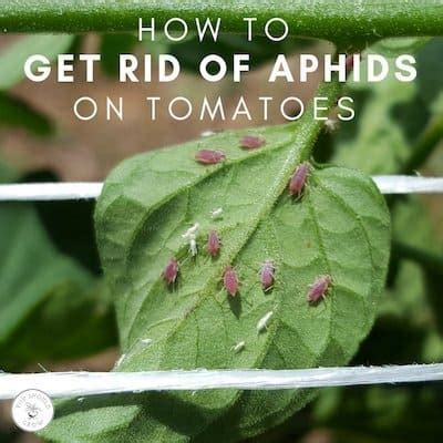 Ways To Kill Aphids On Tomato Plants, 47% OFF