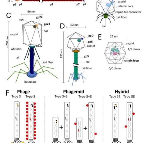 A Schematic Of M13 983 Phage The Red Dots Along The Phage Coat Download Scientific Diagram