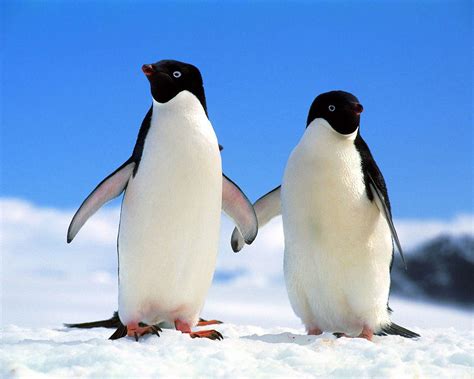 2 Penguins - Penguins Wallpaper (4234010) - Fanpop