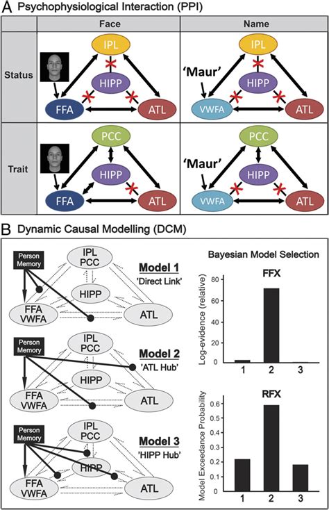 Psychophysiological Interaction Ppi And Dynamic Causal Modeling Dcm