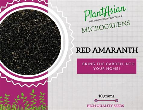 Red Amaranth Microgreens Seeds 10 Grams 100 Grams Lazada Ph