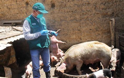 Senasa capacita a porcicultores para prevenir Peste Porcina Clásica