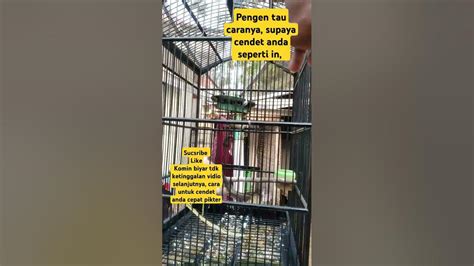 cendet madura pikter cendet cendetgacor cendetindonesia