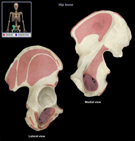 Os Coxae Hip Bone Diagram Quizlet