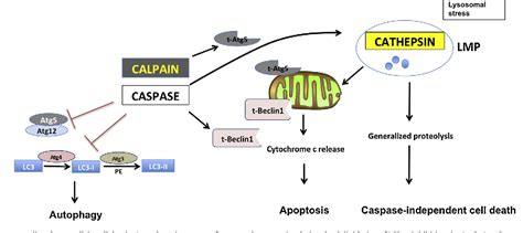 Figure 2 From Cancer Type Specific Crosstalk Between Autophagy