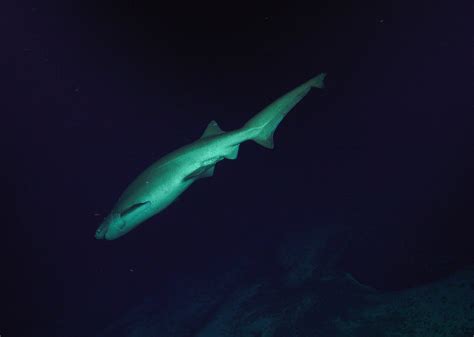 Discovering Deep Sea Corals Of The Phoenix Islands 2 Schmidt Ocean