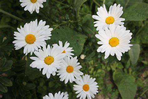 White Daisies Free Stock Photo Public Domain Pictures