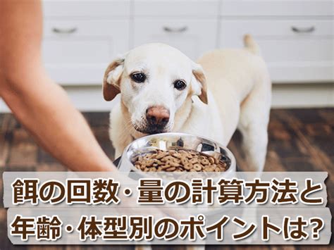 犬の餌の回数や量の計算方法！年齢や体型別のポイントも解説 ドッグフードのabc おすすめの犬の餌を徹底比較