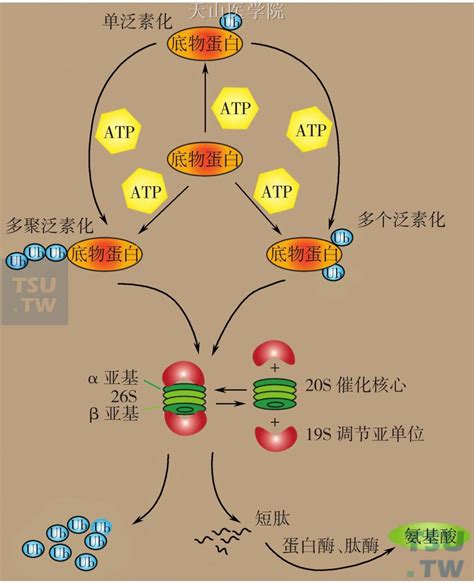 泛素 蛋白酶体系统 肿瘤恶液质 天山医学院