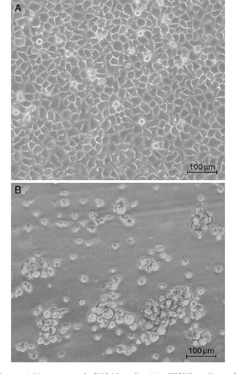 Figure 1 From Cancer Stem Like Cells Can Be Isolated With Drug