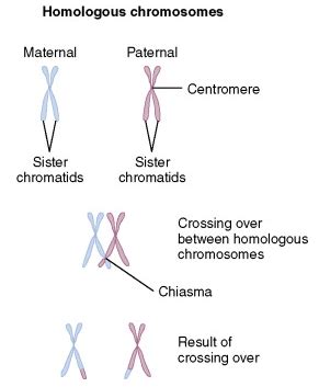 Lab 9 Meiosis Mendelian Lab Flashcards Quizlet