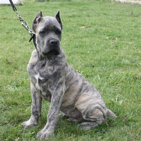 88 Cane Corso Colors Grey Brindle L2sanpiero