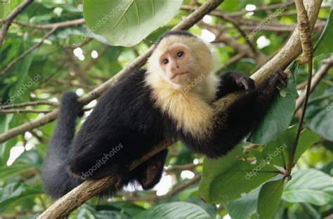 White Faced Capuchin Monkey On Coconut Tree National Park Of Cahuita