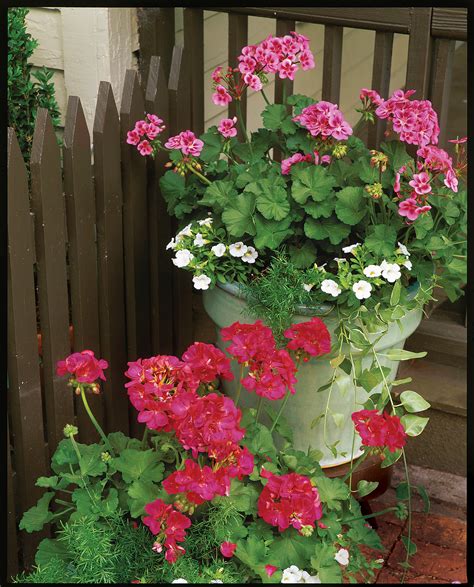 RX_Plant Geraniums in Containers