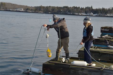 Exploring The Science Of Seaweed Farming Boothbay Sea And Science Center