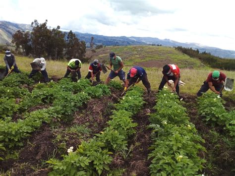 Por falta de urea se sembrará menos papa y arroz sostiene la