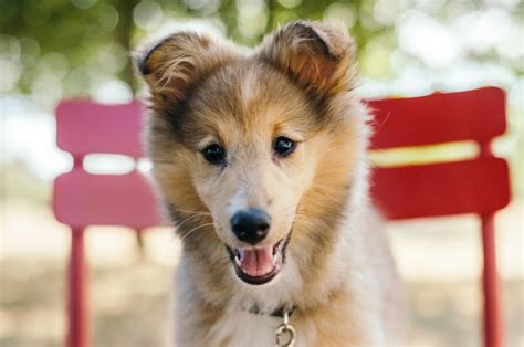 Otite Canina Saiba Quais S O As Causas Sintomas E Tratamentos Zenpet