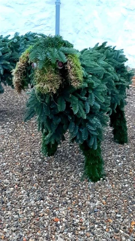 Some Very Cute Looking Plants In The Gravel