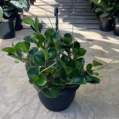 Peperomia Obtusifolia 250mm Exotic Botanic