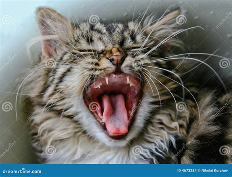 Yawning kitten stock photo. Image of wool, domestic, portrait - 4673284