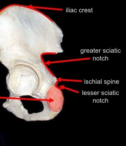 Iii Anatomy Pelvic Wall Floor Nerves Vessels Anal And Urogenital