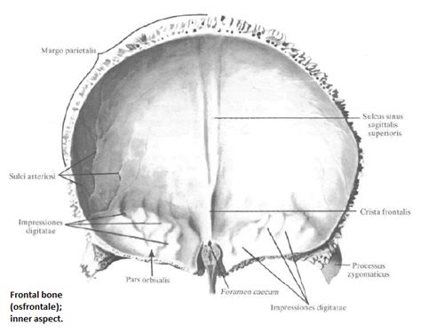 Medicine Conspectus Frontalul Os Frontale Neurocraniul