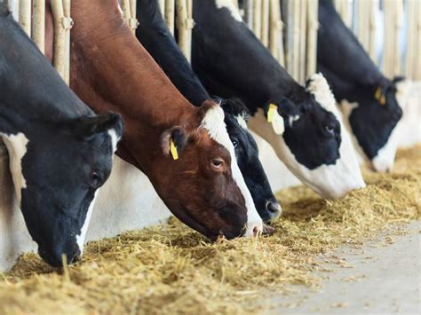 Valor De Las Exportaciones De Carne De Costa Rica Crecieron Un En