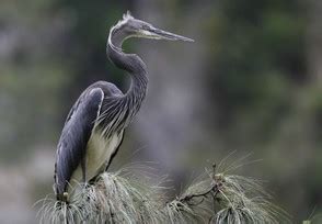 Bird Watching - Eco-Tourism In Bhutan