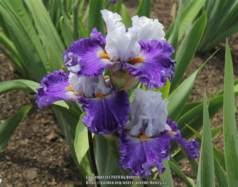 Tall Bearded Iris Iris Katarina In The Irises Database