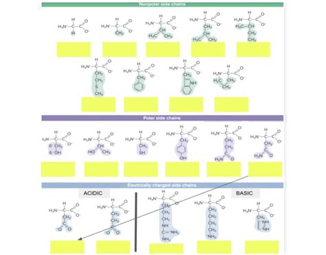 MCAT Amino Acids Quiz