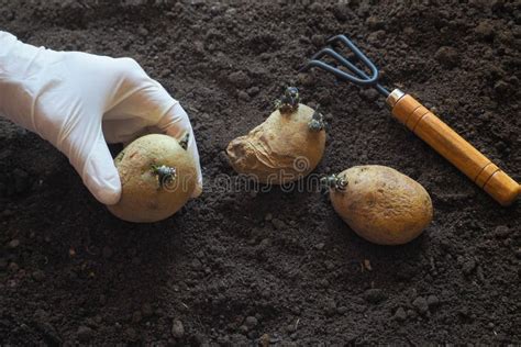 Isoleerden De Knollen Nieuwe Aardappels Met Bloemen Verticaal Stock