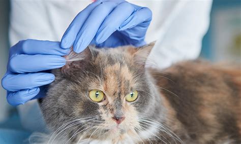 Ear Mites Infection In Cats