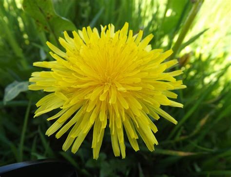 Ruhe Fausthandschuh Exil De Paardenbloem Dialog Verlassen Kampf