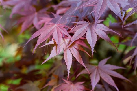 9 Ornamental Trees And Shrubs With Purple Leaves