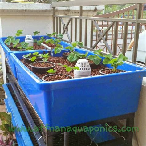 Affnans Aquaponics Aquaponics System Aquaponics Aquaponics Diy