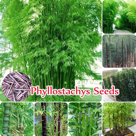 50 ชน ถง Phyllostachys Seeds for Planting Giant Moso Bamboo Seeds